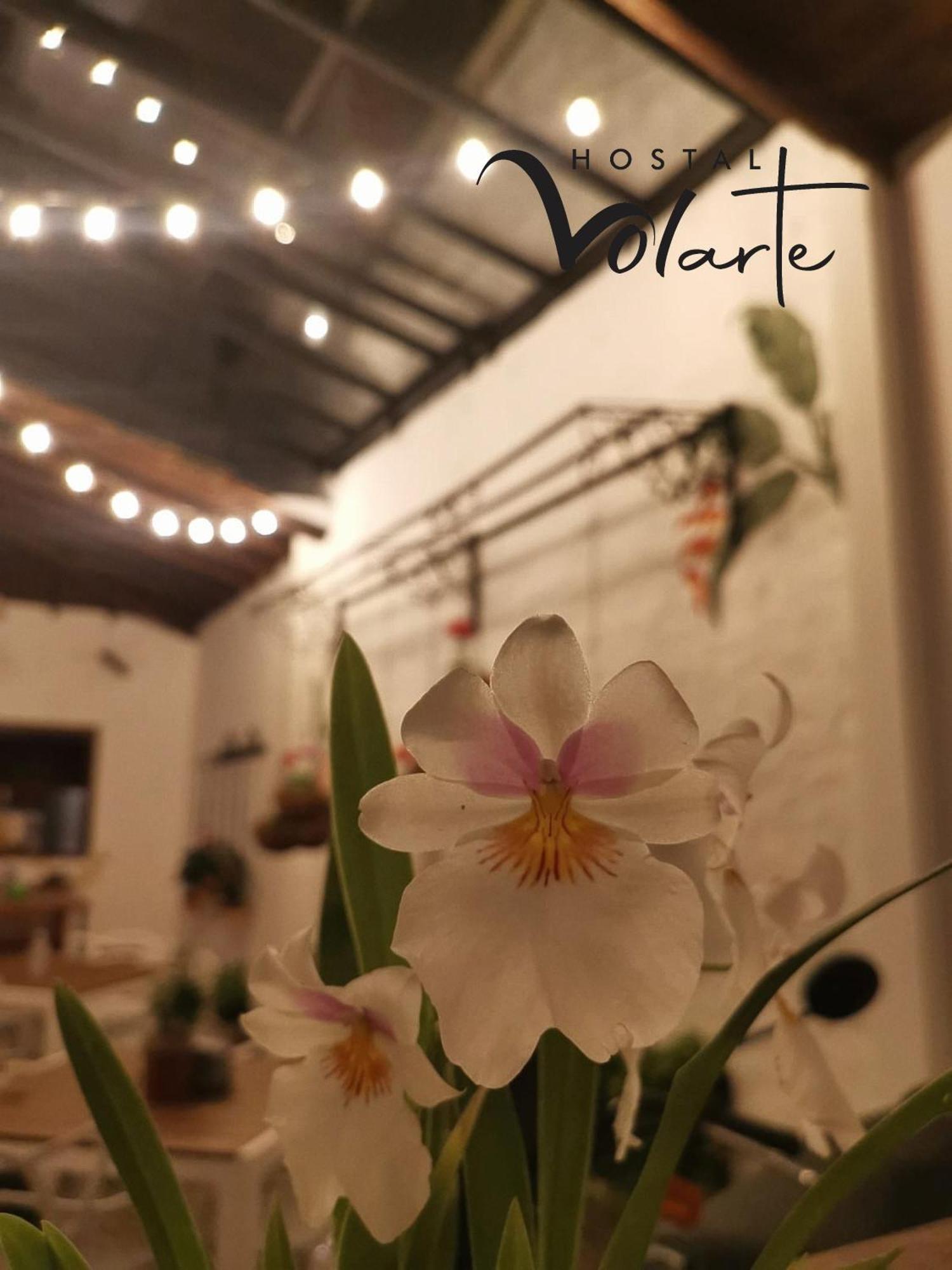 Volarte Hostal Хардин Екстериор снимка